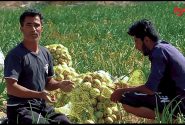 کشاورزان مینابی خواستار حمایت مسئولان