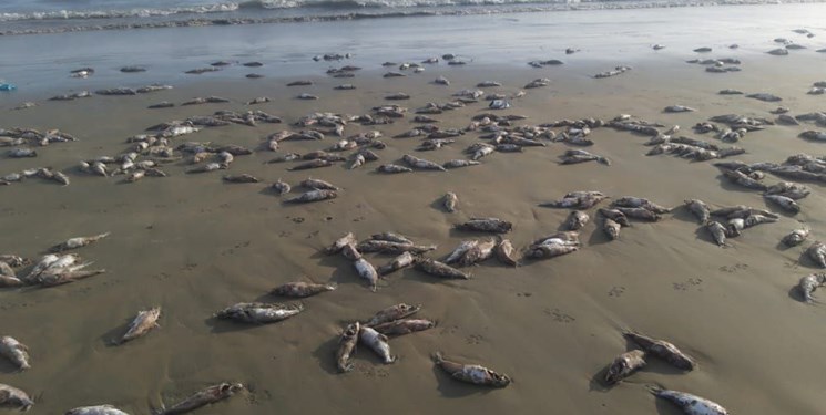 علت مرگ گربه ماهیان در ساحل جاسک مشخص شد