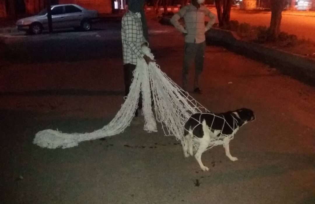 اجرای طرح زنده گیری سگ های ولگرد در میناب