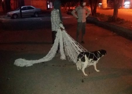 اجرای طرح زنده گیری سگ های ولگرد در میناب